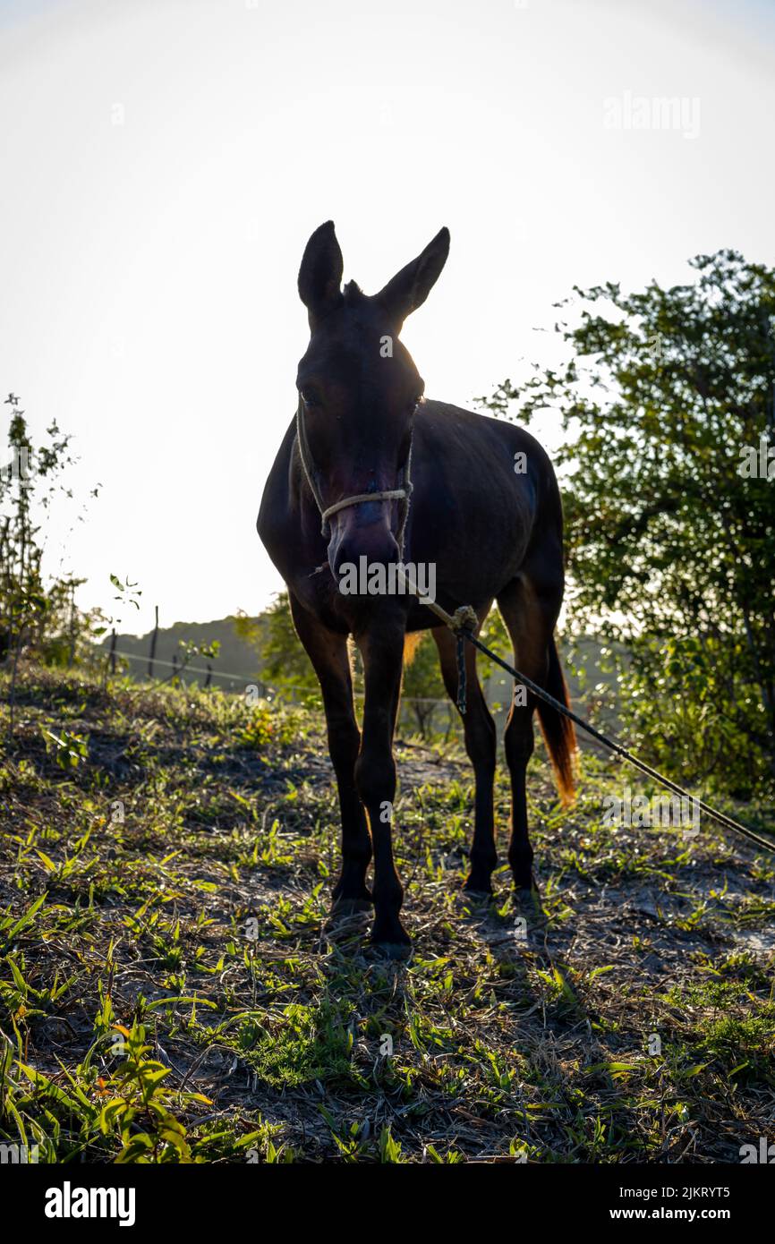 gran ejemplar de mula, animal híbrido para trabajo forzoso. Mamífero
