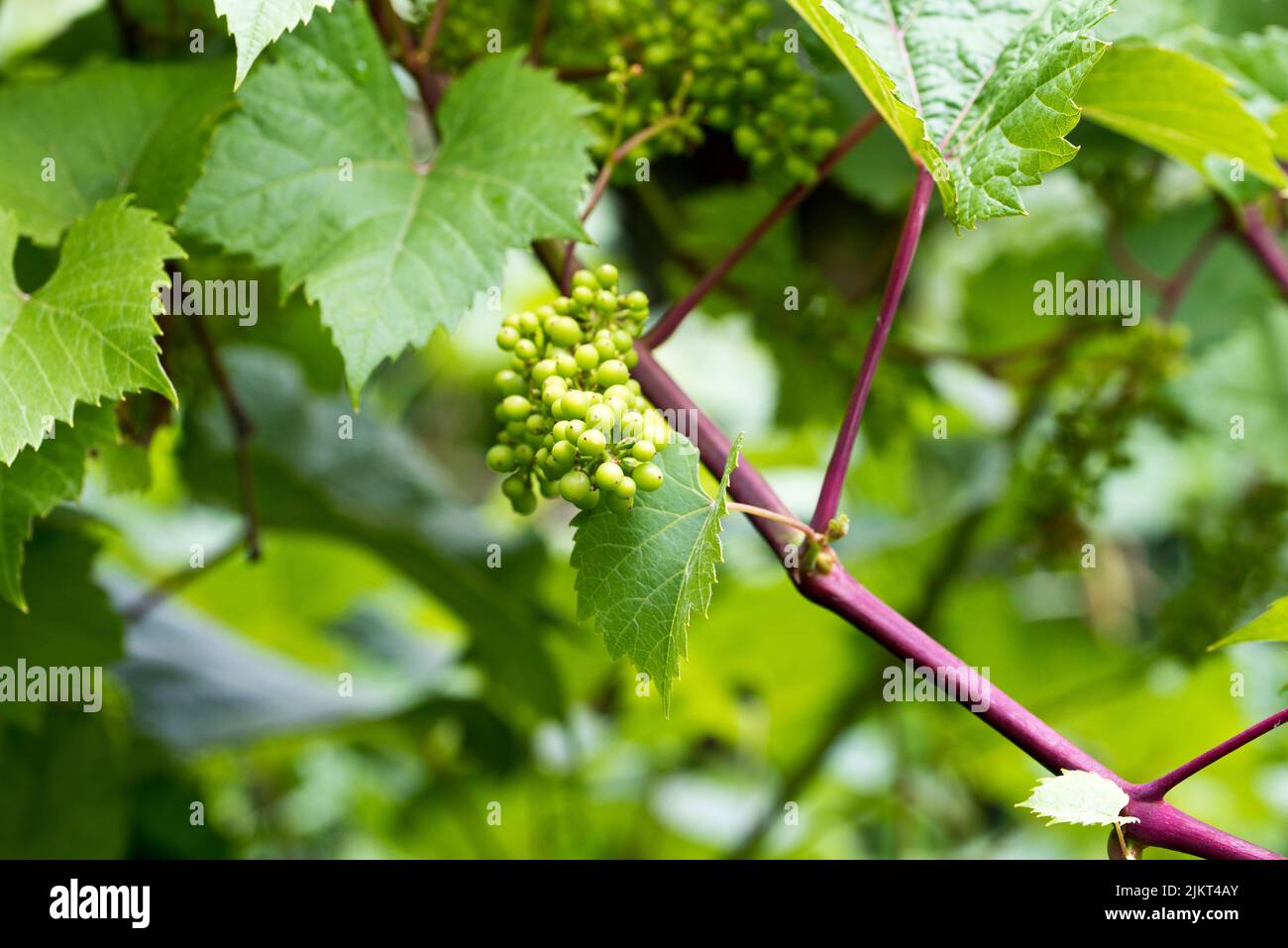 Maduración de las uvas de vino en la vid Foto de stock