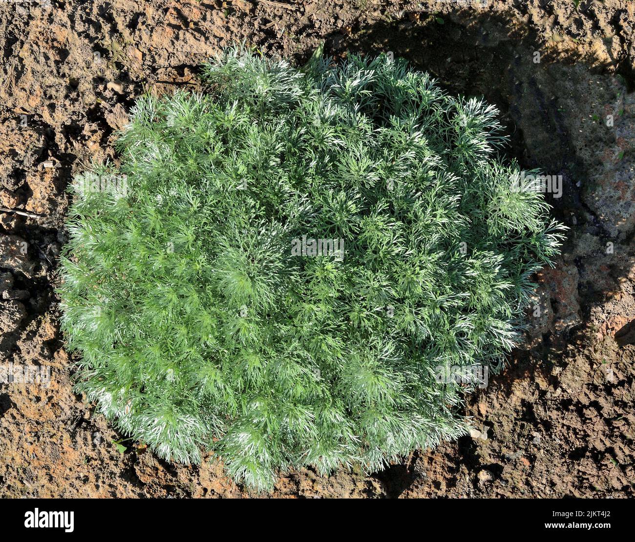 Artemisia schmidtiana nana es una planta ornamental perenne compacta, semi perenne, con forma esférica de follaje suave, verde plateado, como pelaje esponjoso. D Foto de stock