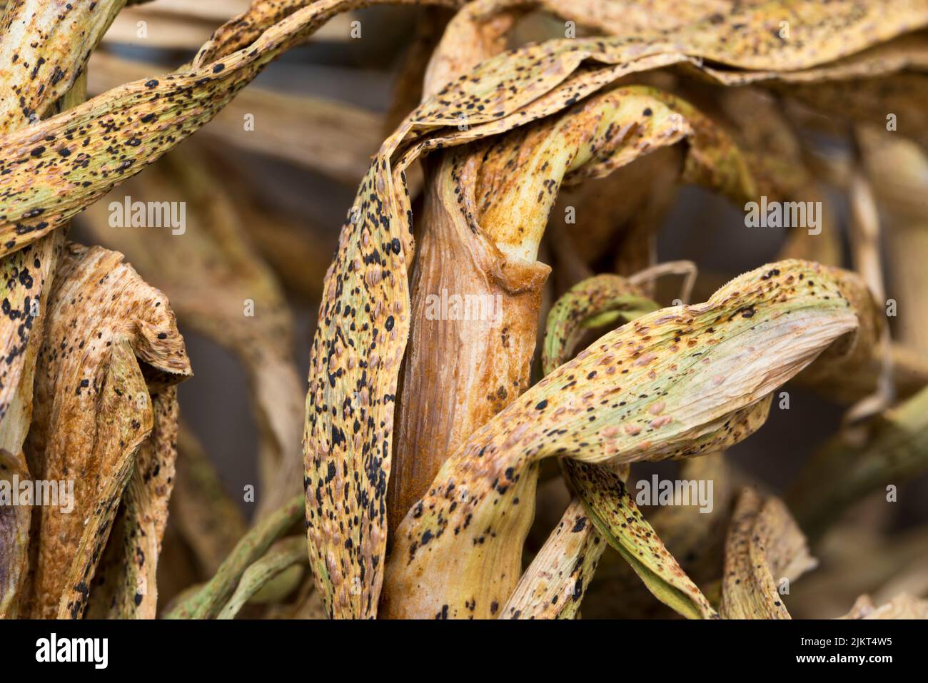 Roya de puerro en hojas de ajo secantes Foto de stock