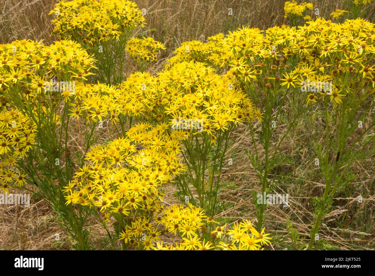 Ragwort, Senecio jacobaea, olie apestoso, flores, venenoso, Sussex, julio Foto de stock