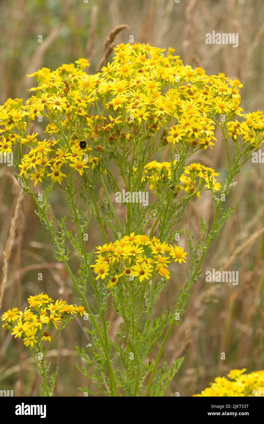 Ragwort, Senecio jacobaea, olie apestoso, flores, venenoso, Sussex, julio Foto de stock