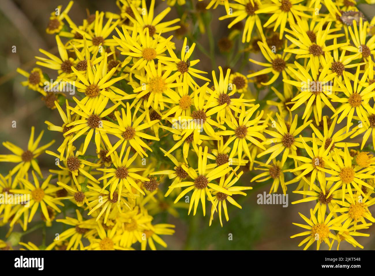 Ragwort, Senecio jacobaea, Willie apestoso, primer plano de flores, venenoso, Sussex, julio Foto de stock