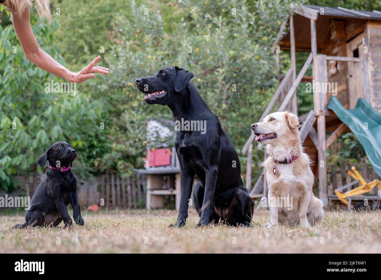 Entrenadora canina hembra mostrando un gesto de mano a sus tres perros, labrador retrievers y una raza mixta, sentada al mando. Foto de stock