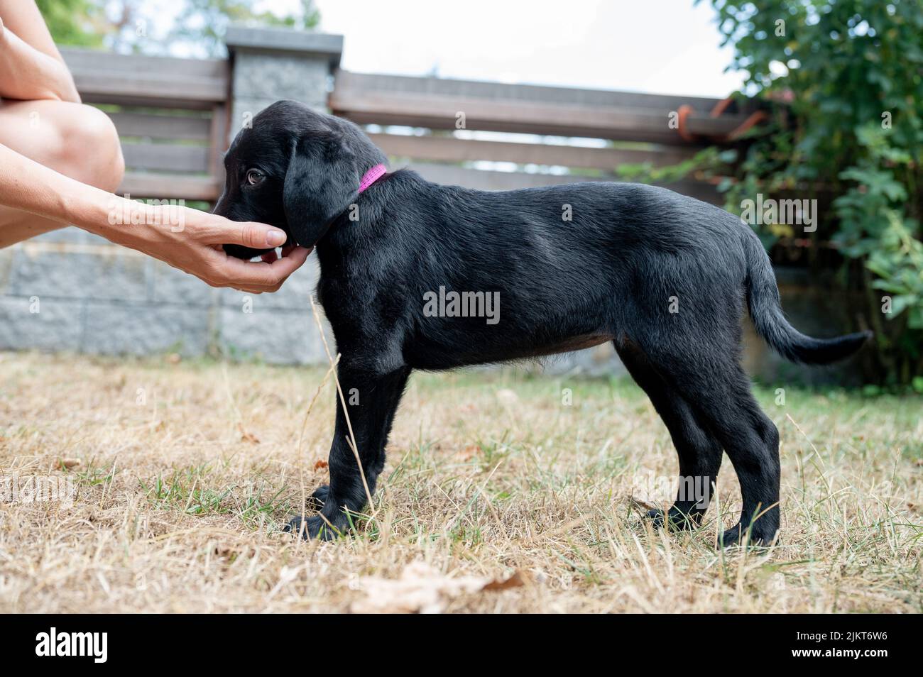 Lindo cachorro labrador negro inclinando su cabeza en su mano de los propietarios de pie fuera en el patio trasero. Foto de stock