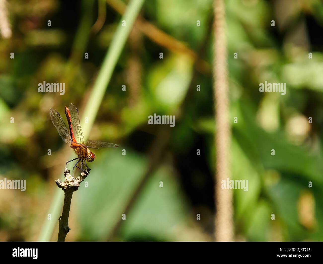 Una libélula negra con un velo rojo en plena luz del sol, situada en la punta de un tallo de una planta, a punto de lanzarse al aire y tomar vuelo. Foto de stock