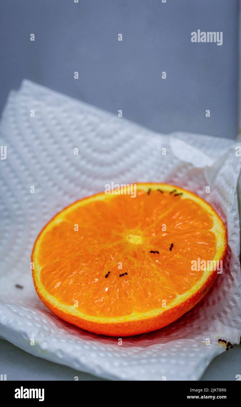 Foto de una fotografía vertical de un pesticida natural contra hormigas Remedio casero de la pulpa de la mitad anaranjada para los insectos Foto de stock