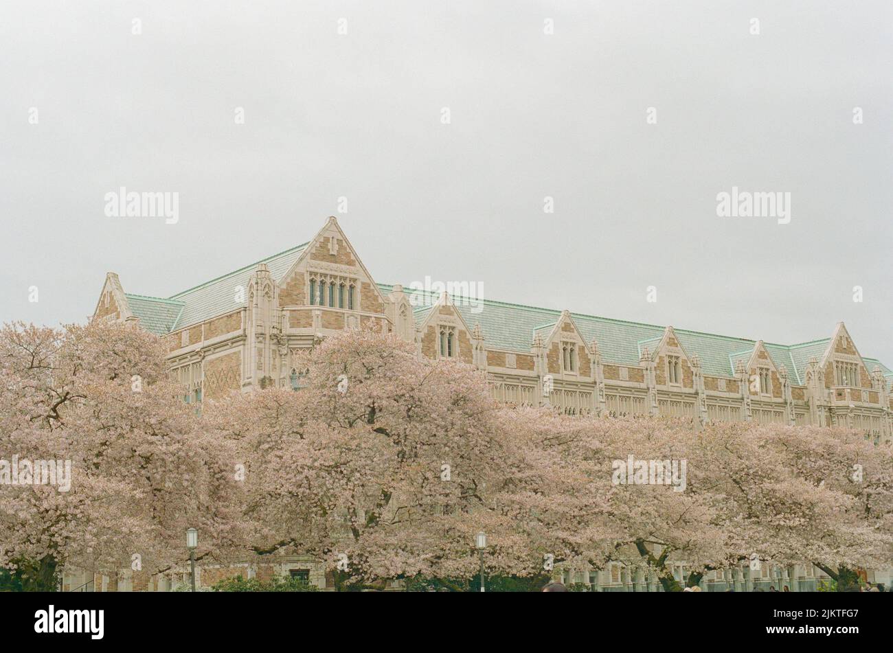 Una vista pintoresca de la Universidad de Washington rodeada de cerezos en flor sobre un fondo claro del cielo Foto de stock