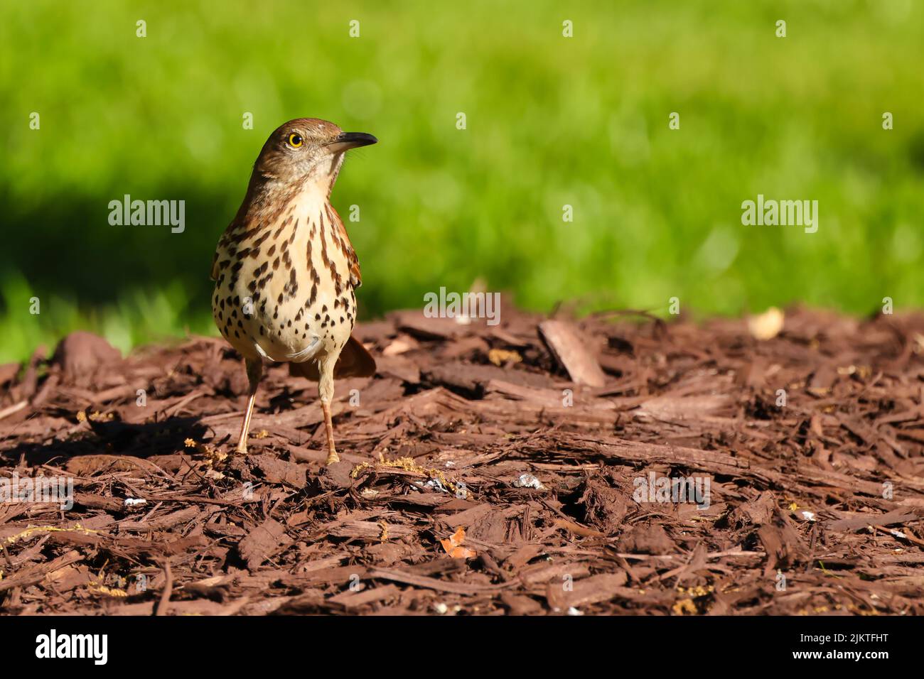Thrasher soleado fotografías e imágenes de alta resolución Alamy