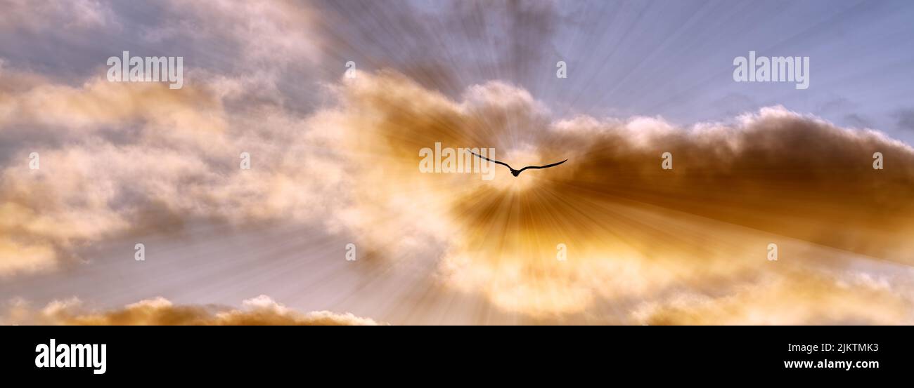 Una silueta de pájaro con alas está volando hacia los rayos de luz en estilo de imagen de banner Foto de stock