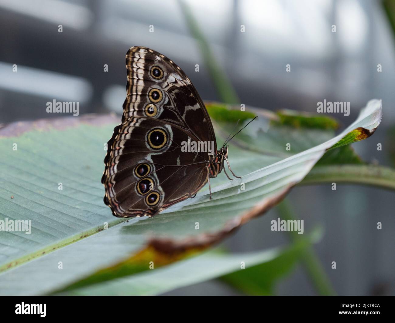 Un primer plano de una mariposa Lepidoptera sobre una hoja verde Foto de stock