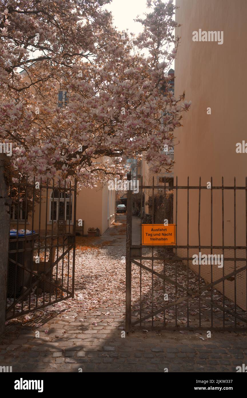 Magnolia naranja fotografías e imágenes de alta resolución - Alamy
