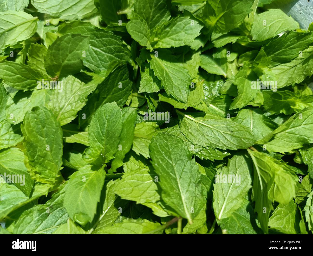 Plantas verdes de menta o hojas de menta en gerden, fondo de hoja verde