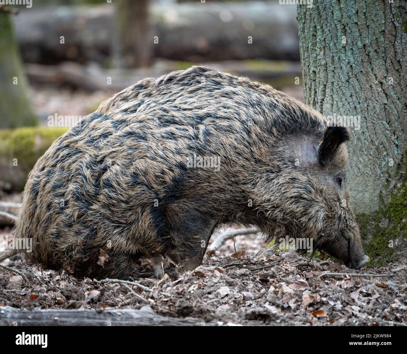 Un primer plano de un Sus scrofa attila sentado cerca de un árbol, inclinándose a un lado Foto de stock