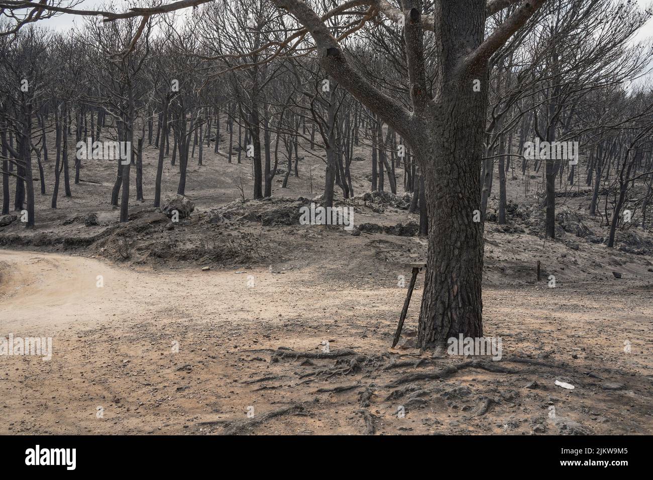 Montañas españolas con bosques de pinos quemados después de incendios forestales, Mijas, Málaga, Andalucía, España Foto de stock