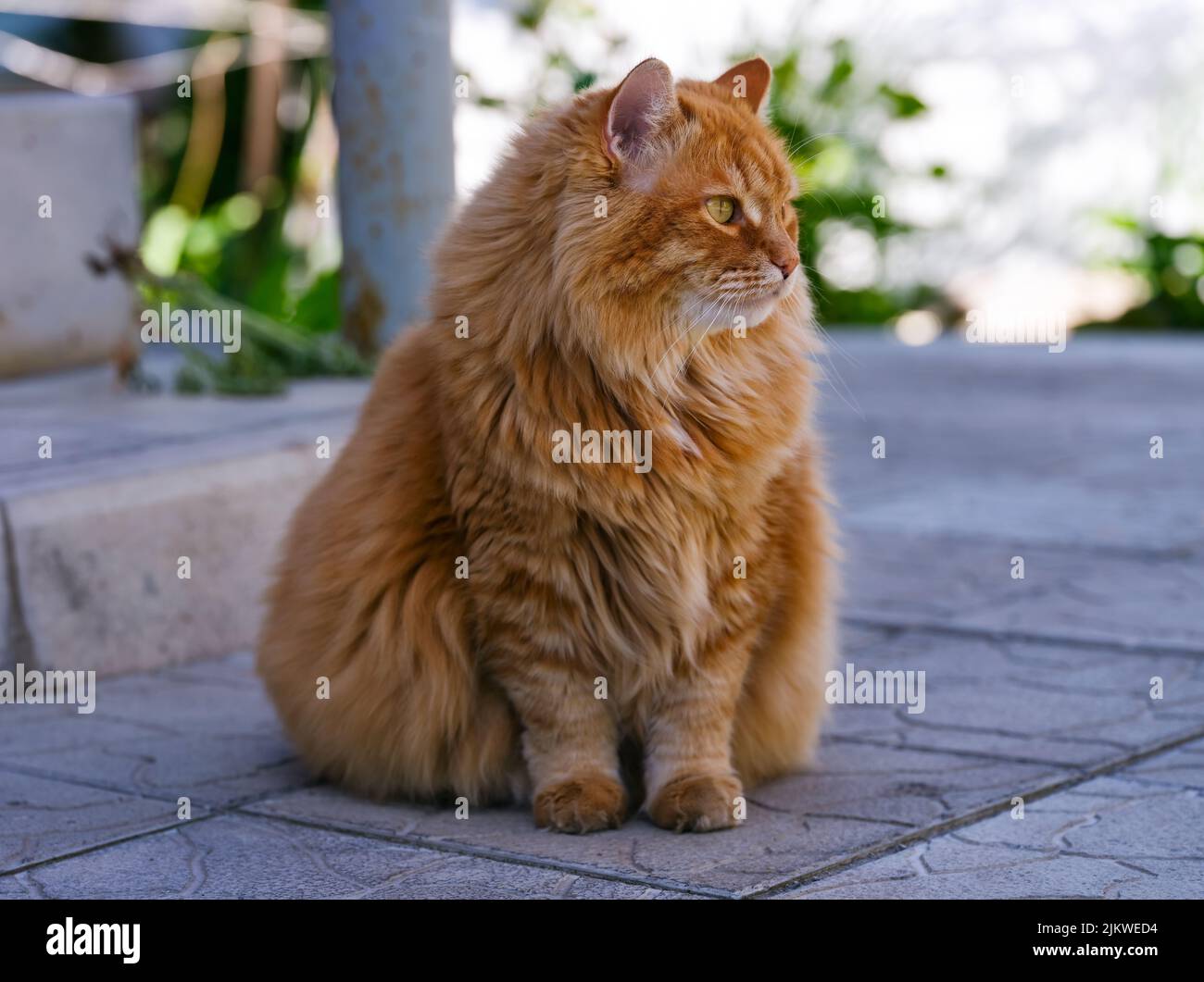 Un Ginger gato asientos al aire libre. Foto de stock