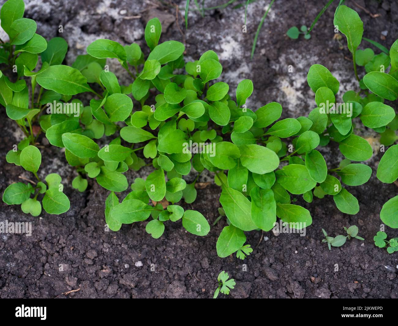 Rúcula joven orgánica verde que crece en un suelo. Vista superior Foto de stock