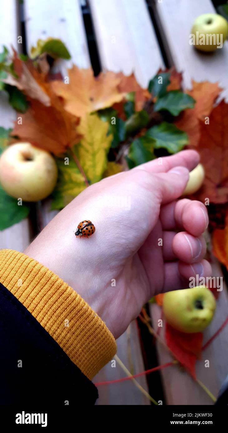 Un disparo selectivo de la mariquita diminuta en la mano humana contra las hojas del otoño y las manzanas sobre tablones de madera Foto de stock