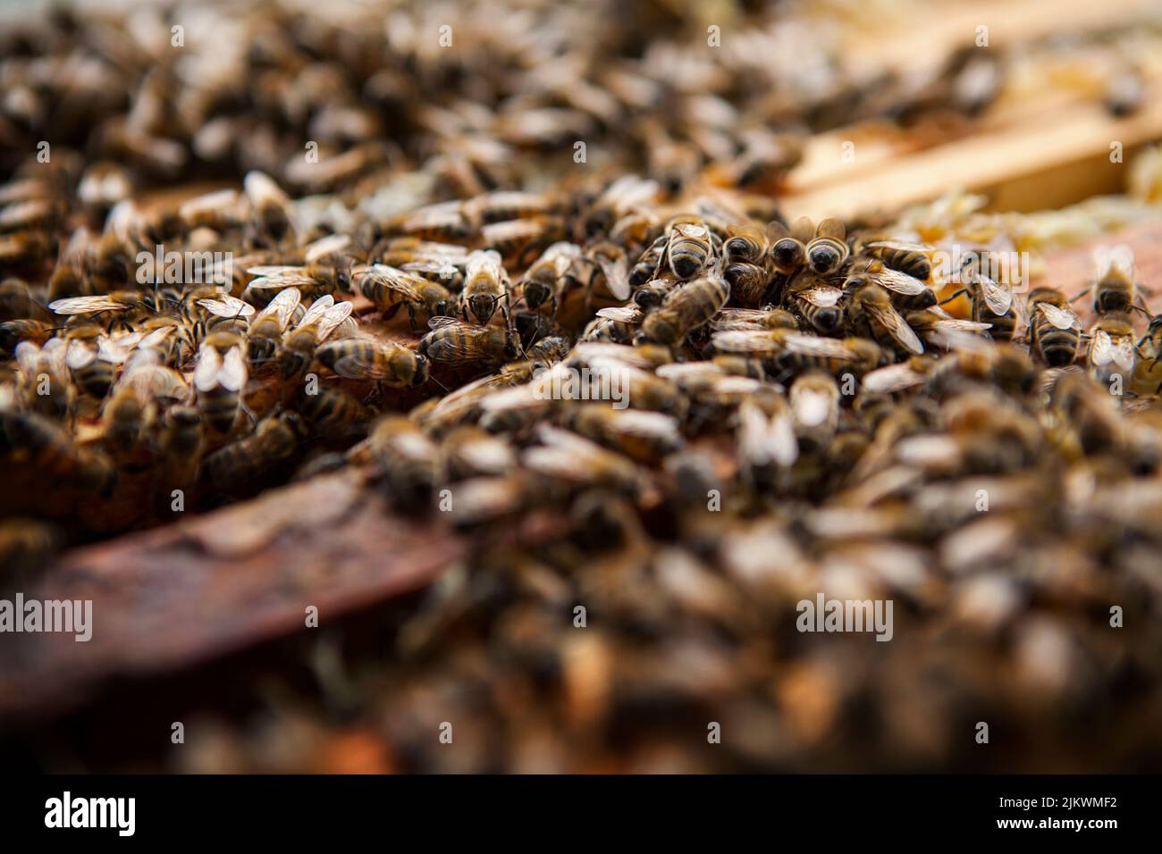 Cosecha de miel de un apicultor en Francia. Foto de stock
