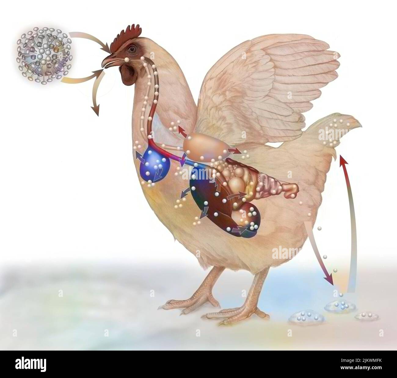 Representación de la contaminación de una gallina por el virus H5N1. Foto de stock