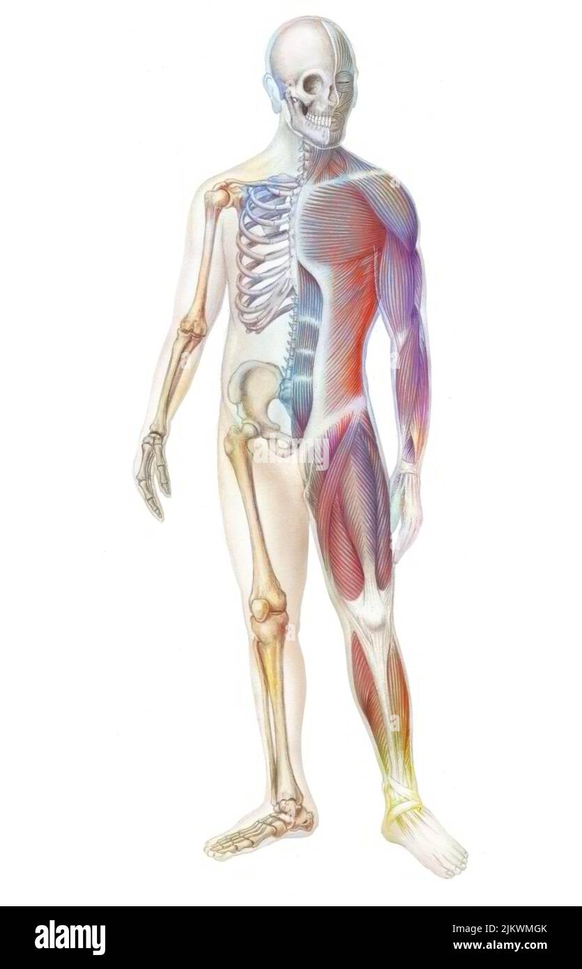 Esqueleto y sistema muscular de un cuerpo humano. Foto de stock