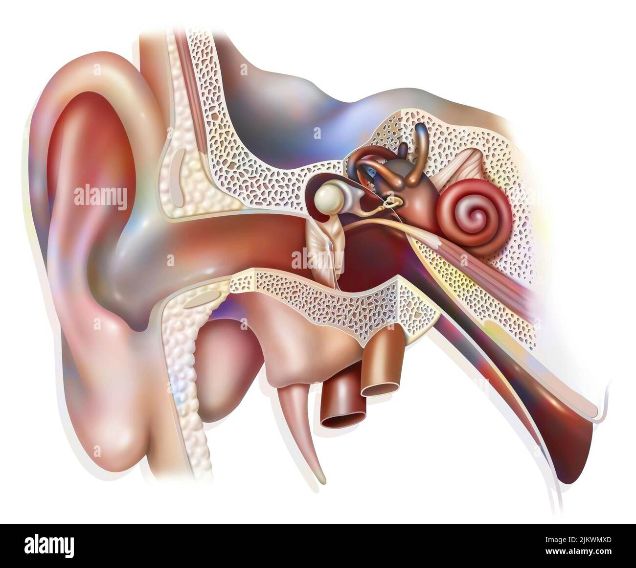 Anatomía del oído interno que muestra el tímpano, la cóclea. Foto de stock