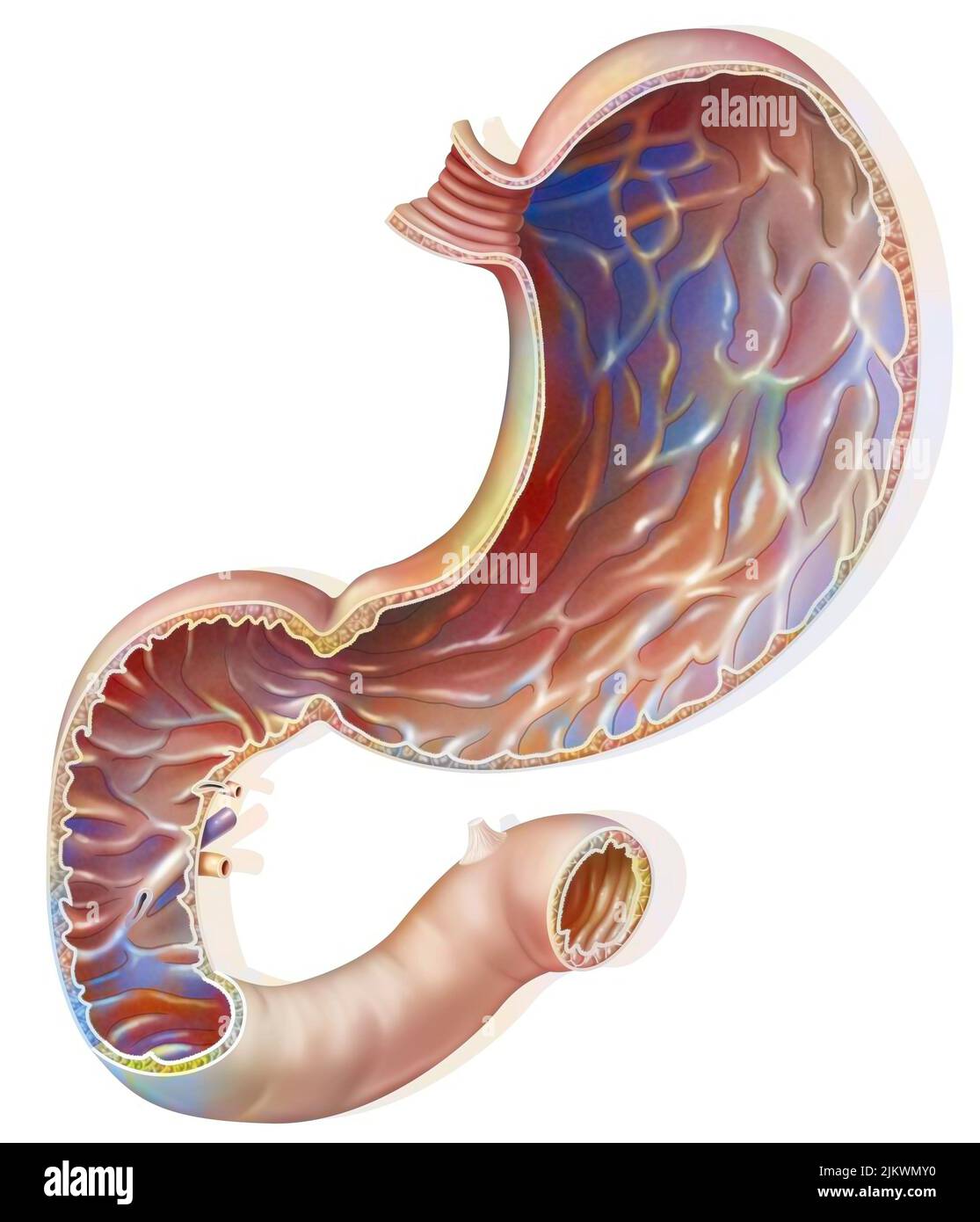 Sección del estómago y duodeno con la mucosa gástrica. Foto de stock