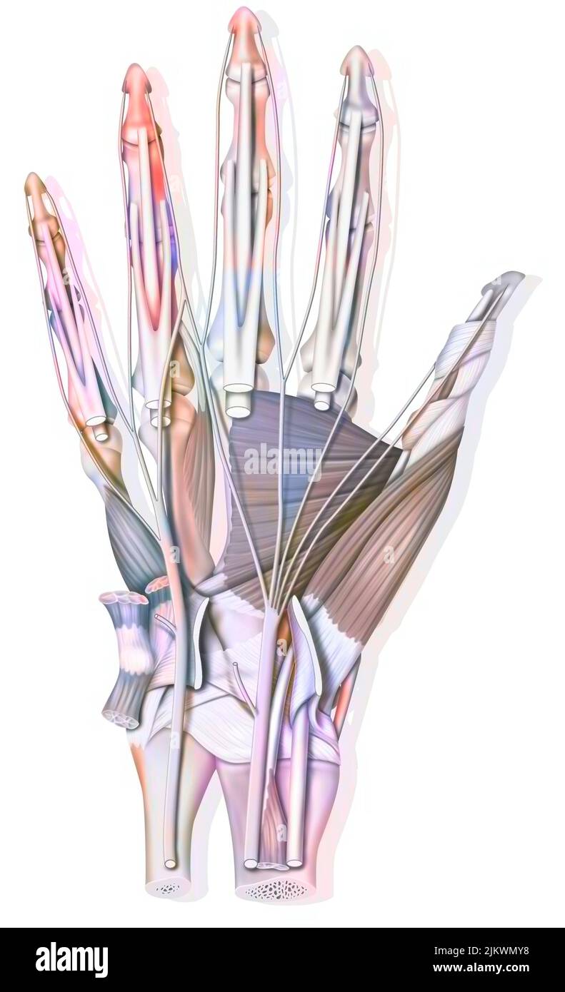 Anatomía de la palma de la mano: Huesos, músculo, tendones, nervios. Foto de stock