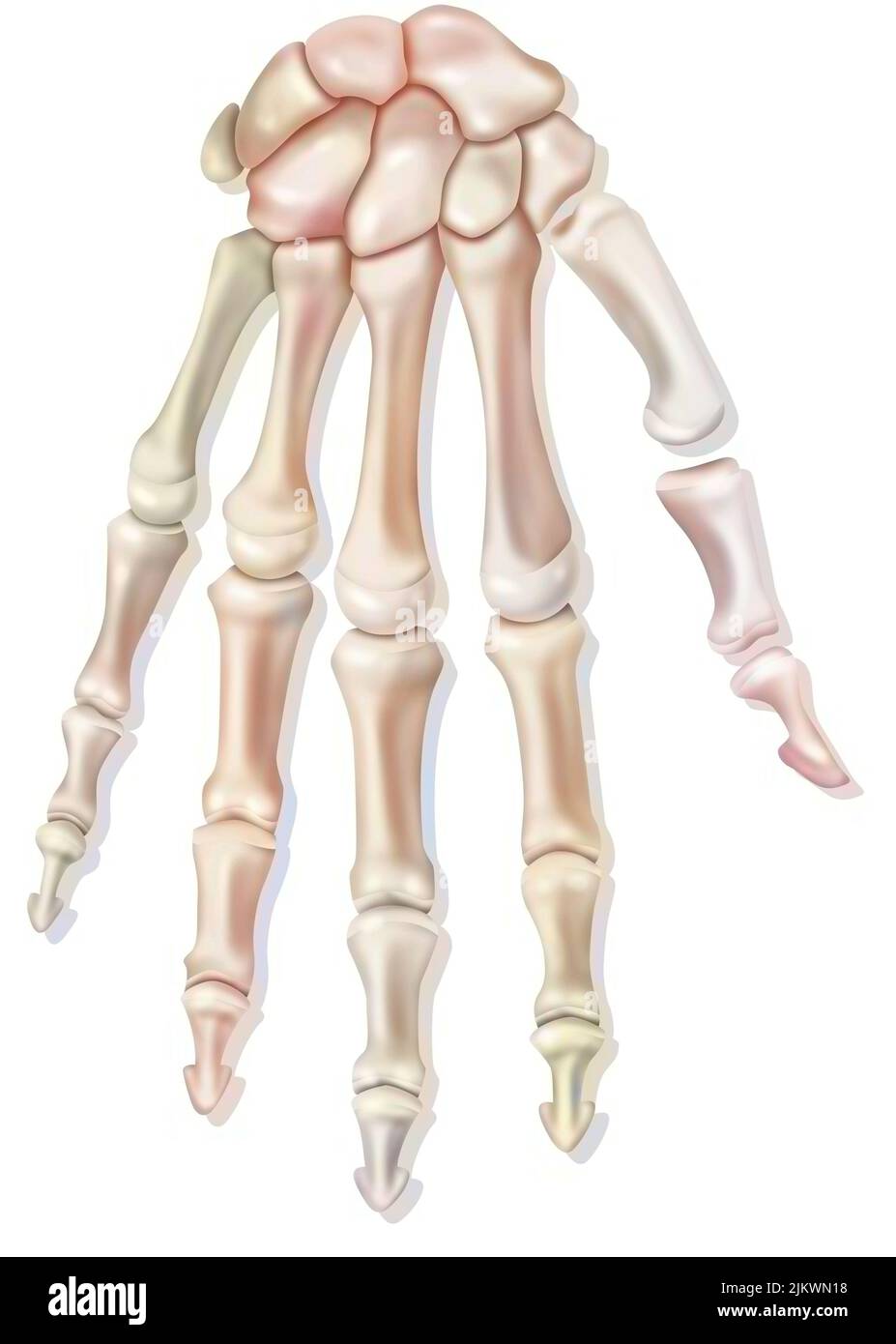 Huesos de la mano derecha en vista dorsal. Foto de stock