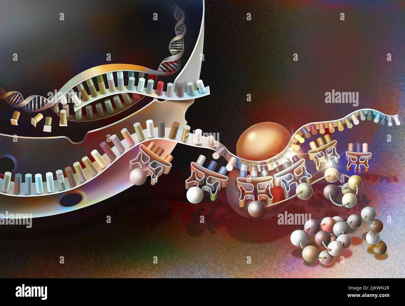 Transcripción del ADN en ARN mensajero y su traducción. Foto de stock