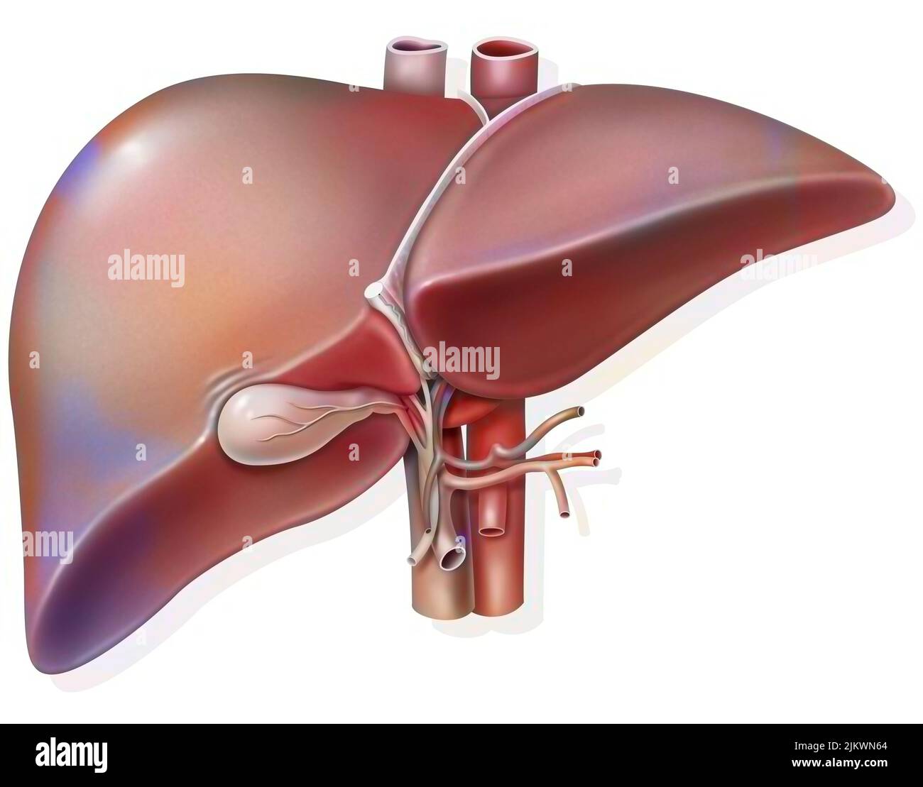 Hígado y vesícula biliar con evidencia de hilio hepático. Foto de stock