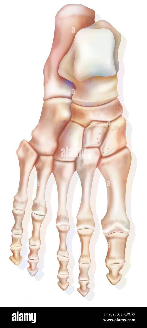 Vista superior del pie y de los diferentes huesos: Calcáneo, talus. Foto de stock