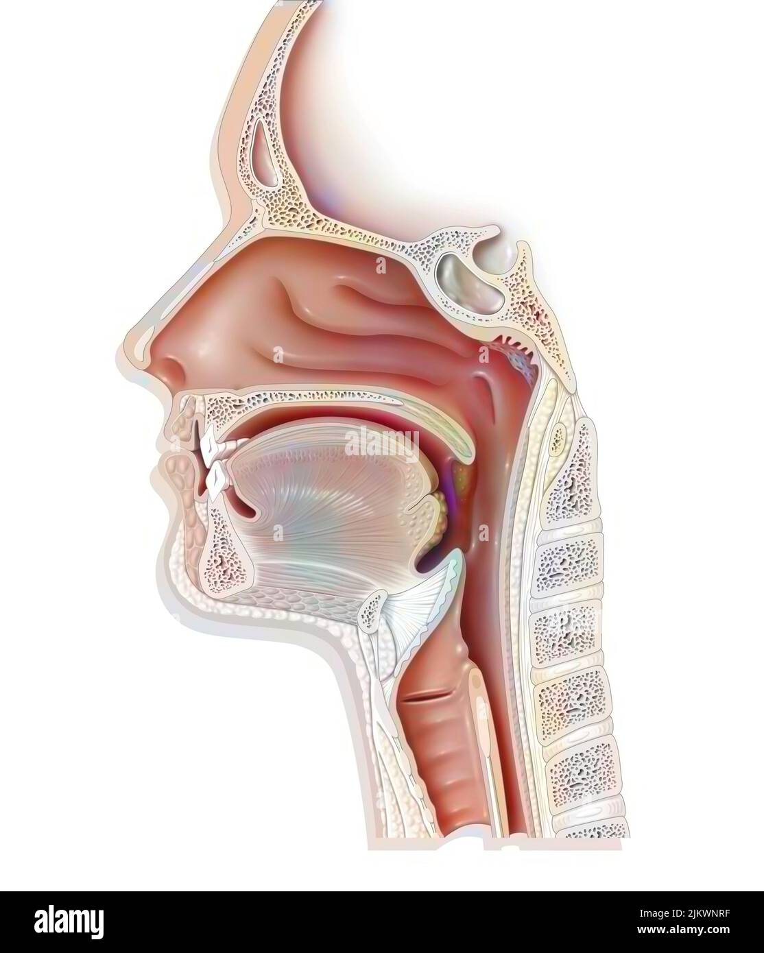 Vías respiratorias superiores que muestran la laringe, epiglotis. Foto de stock