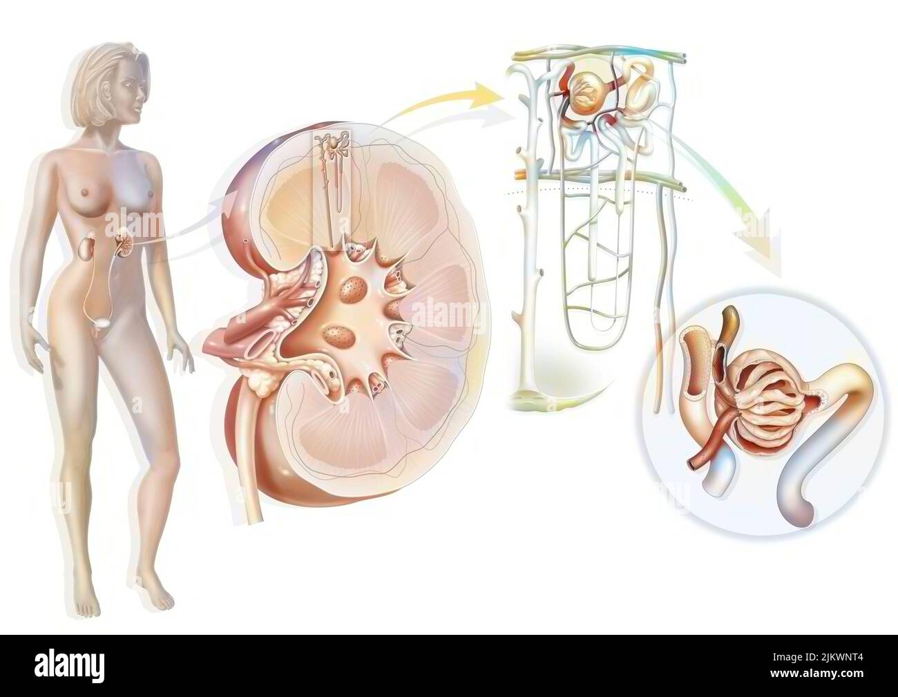 Sistema urinario del riñón al glomérulo con estructuras del riñón y del uréter. Foto de stock