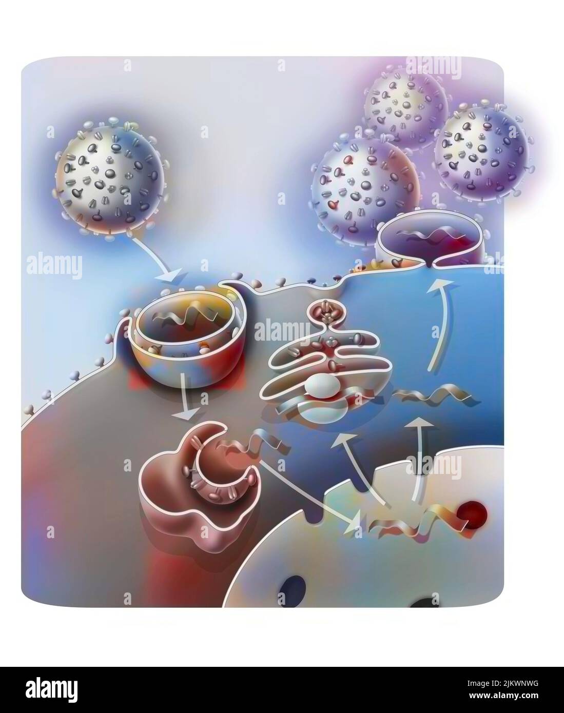 Penetración y replicación del virus H1N1 a través de una célula huésped. Foto de stock