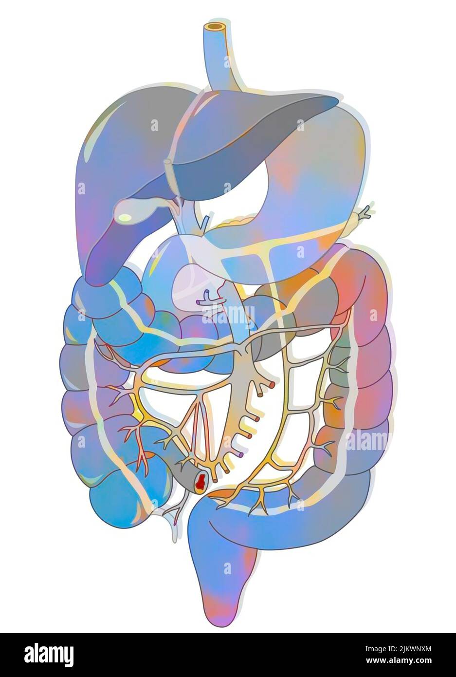 Sistema digestivo: Sistema portal, desde la vena porta hasta las diversas colaterales. Foto de stock