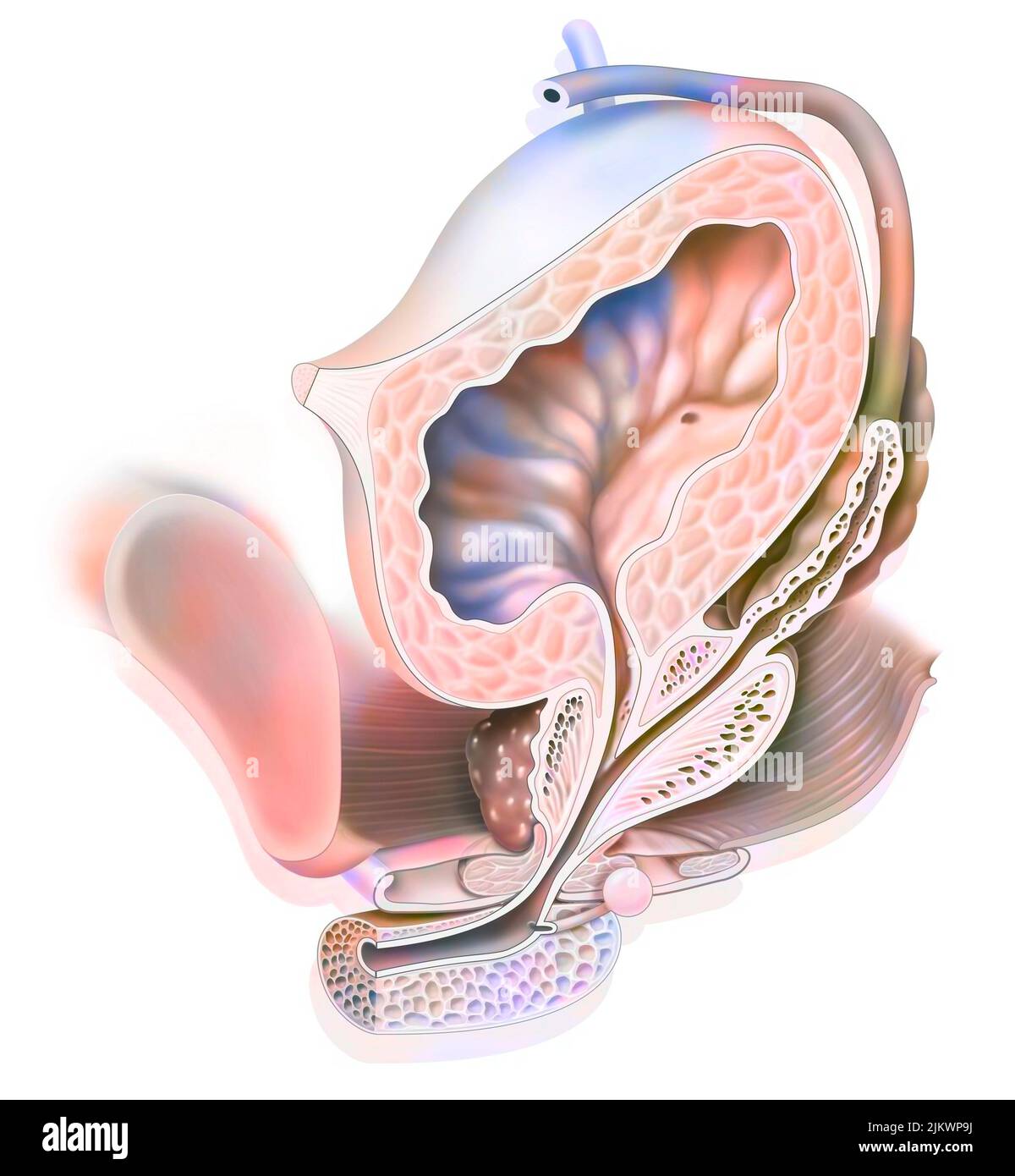 Anatomía del sistema urogenital masculino con uréter, vejiga. Foto de stock