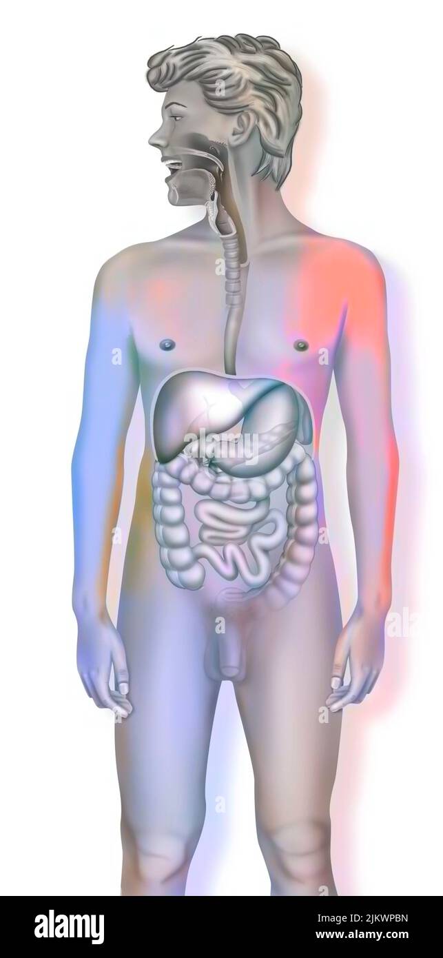 Anatomía del sistema digestivo humano con estómago, intestino delgado. Foto de stock