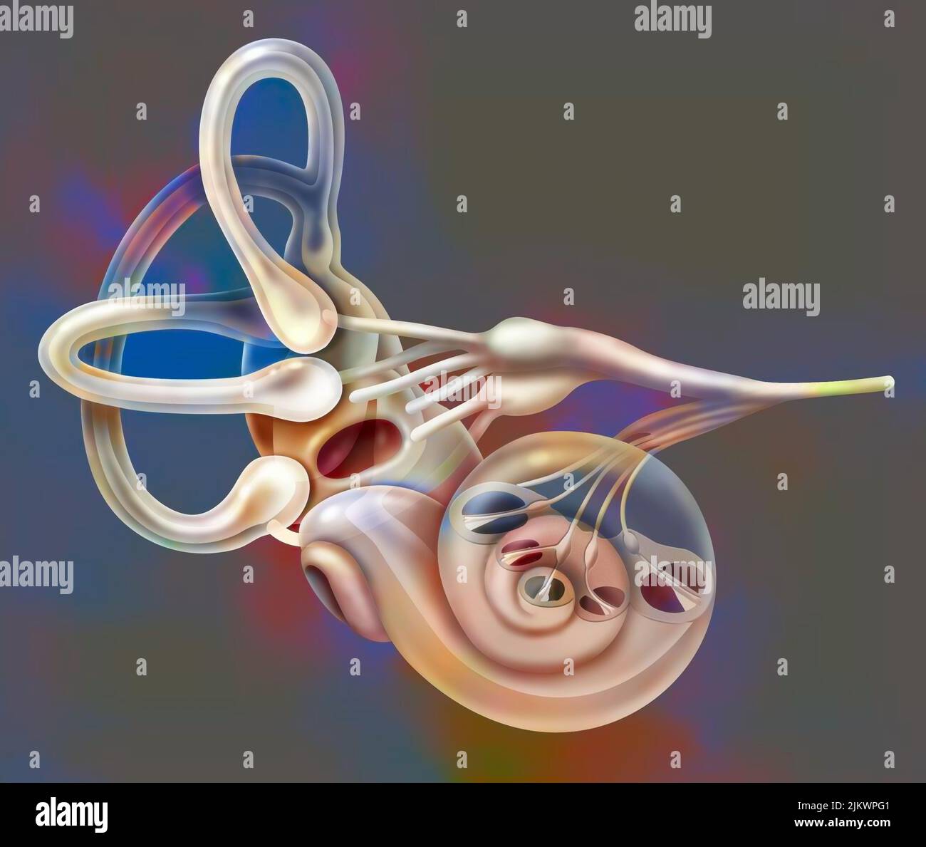 Corte del oído interno al nivel de la cóclea para mostrar el órgano de Corti. Foto de stock