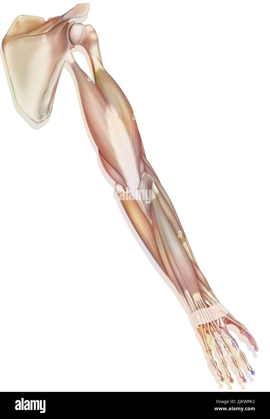 Los músculos de la extremidad superior derecha en vista posterior. Foto de stock