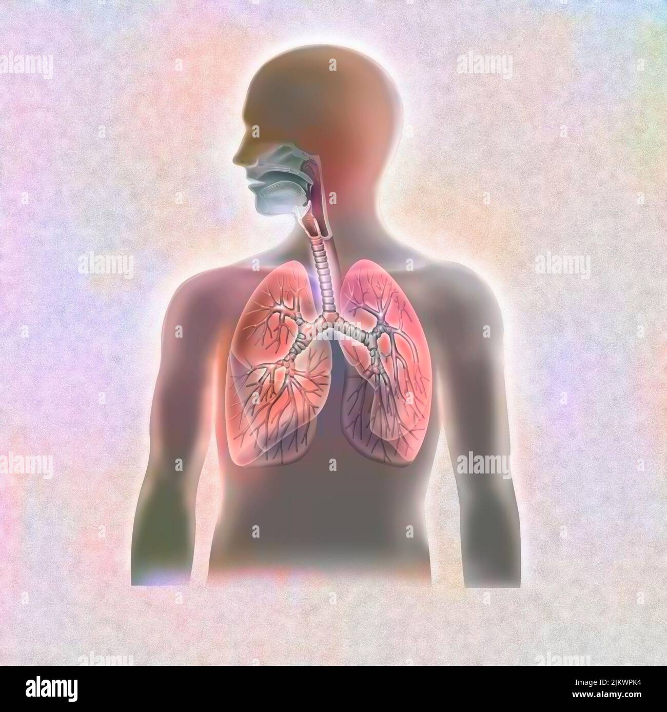 Anatomía de las vías respiratorias: Tráquea y pulmones con bronquios. Foto de stock