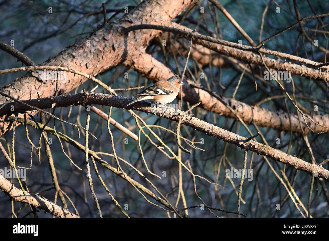 Los pinzones verdaderos - pájaros paseriformes pequeños a medianos de la familia Fringillidae Foto de stock