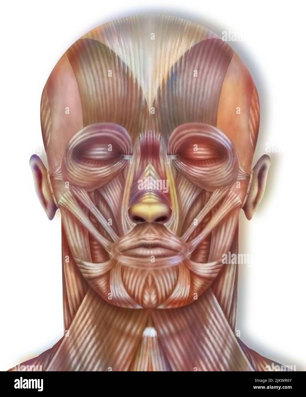 Corte de la cabeza: Vista frontal de la anatomía de los músculos de la cabeza. Foto de stock
