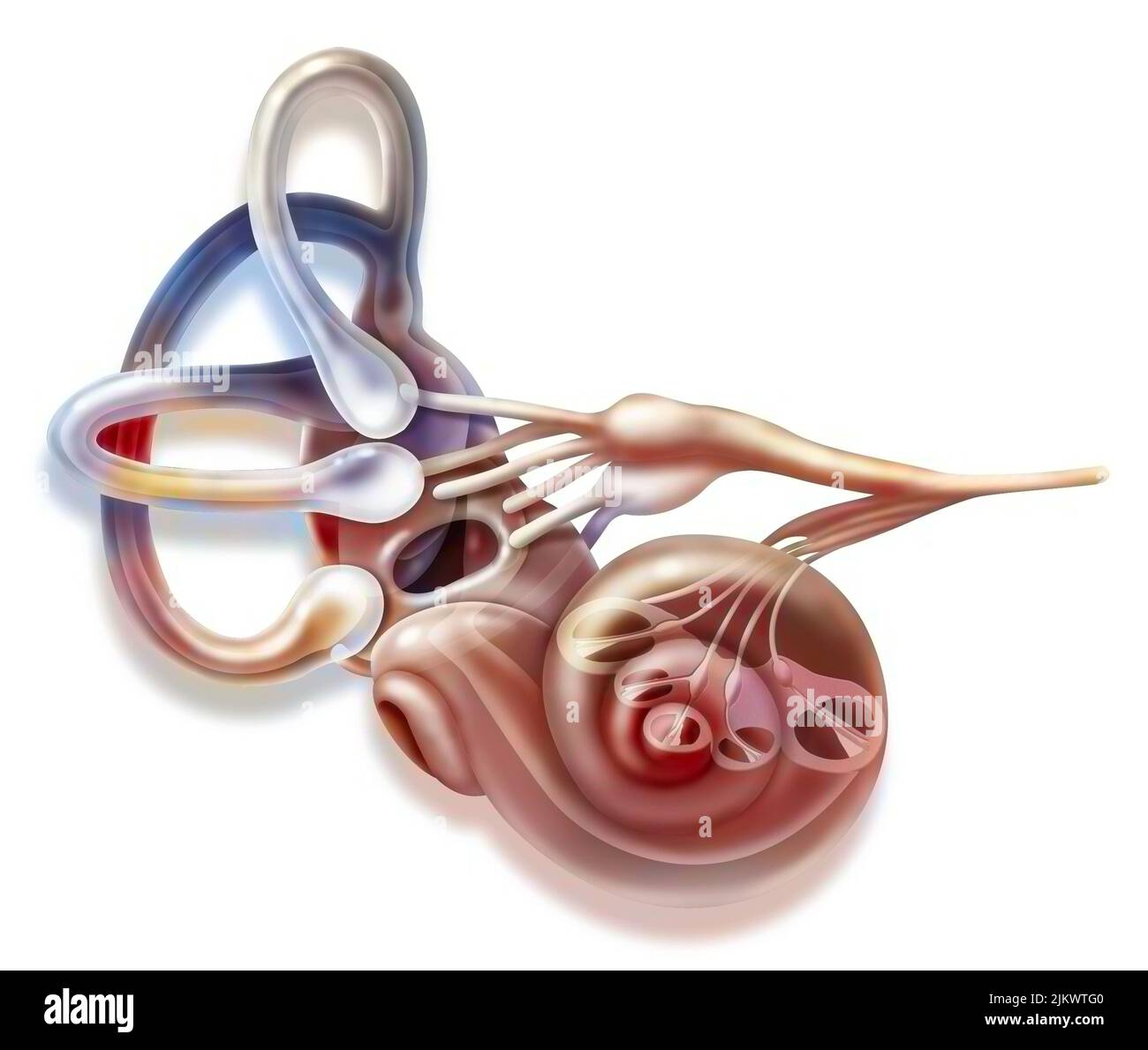 Oído interno y aparato vestibular con canales semicirculares, mácula. Foto de stock