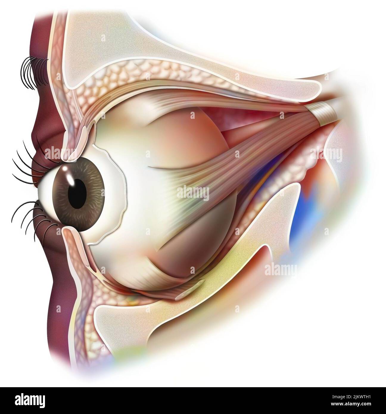 Anatomía del ojo y párpado (visto desde 3/4) con iris, pupila. Foto de stock