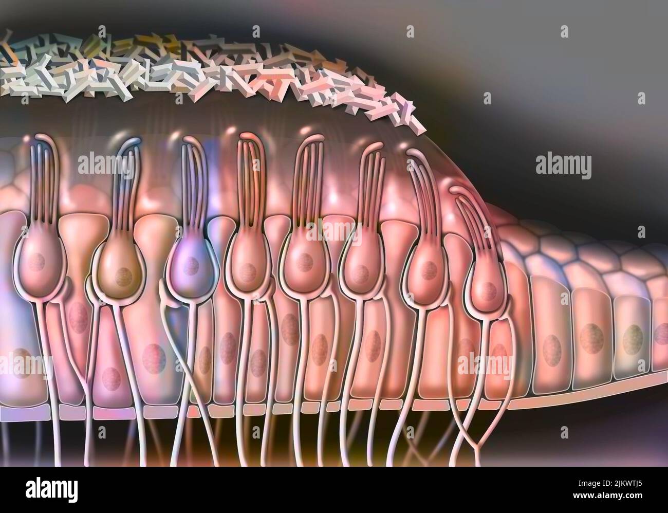 Anatomía de la mácula que muestra las células (ciliados, soportes). Foto de stock