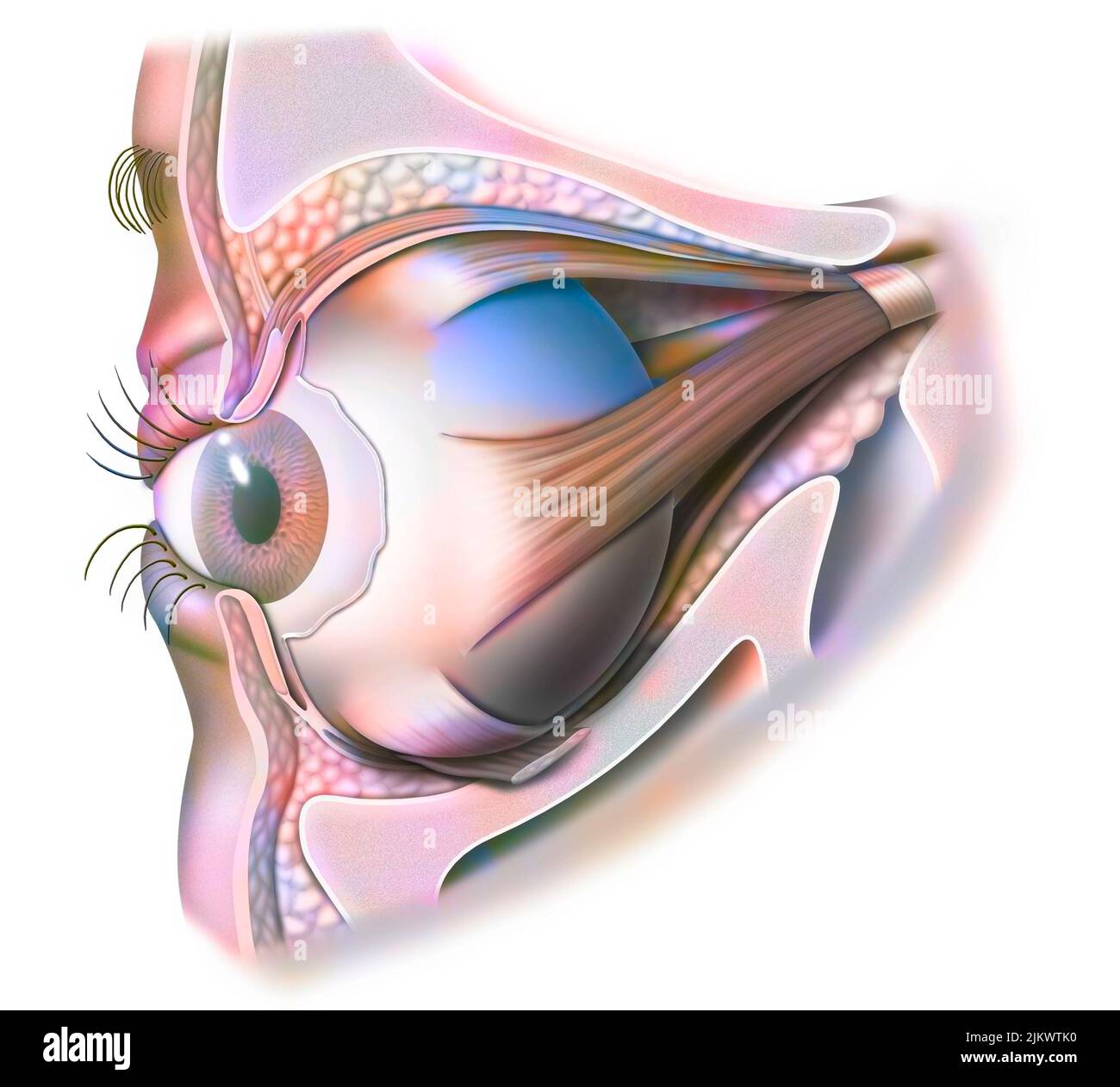 Anatomía del ojo y párpado (visto desde 3/4) con iris, pupila. Foto de stock