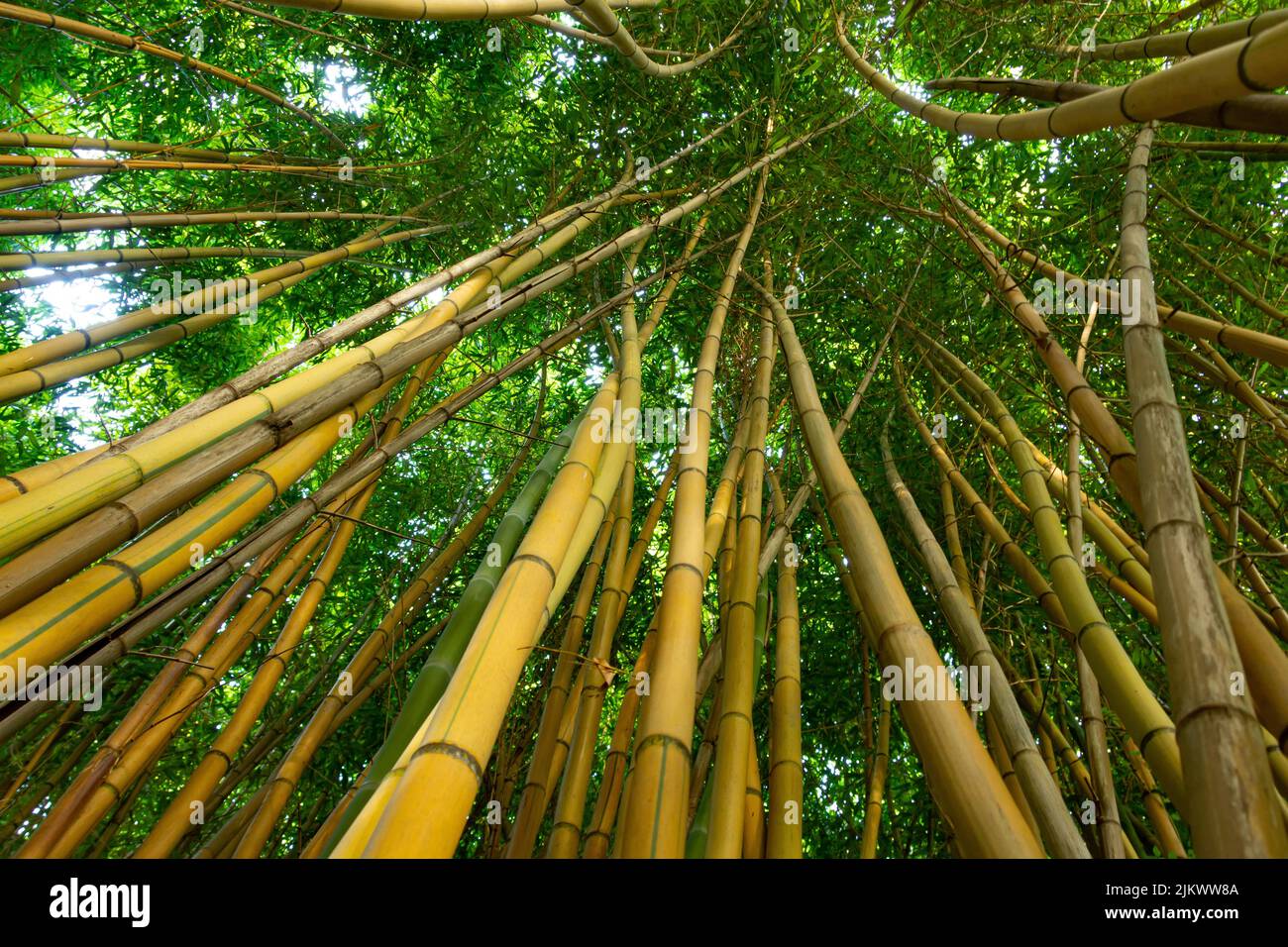 Bambú verde oscuro denso bosque de matorrales, mira la parte superior, textura ecológica Foto de stock