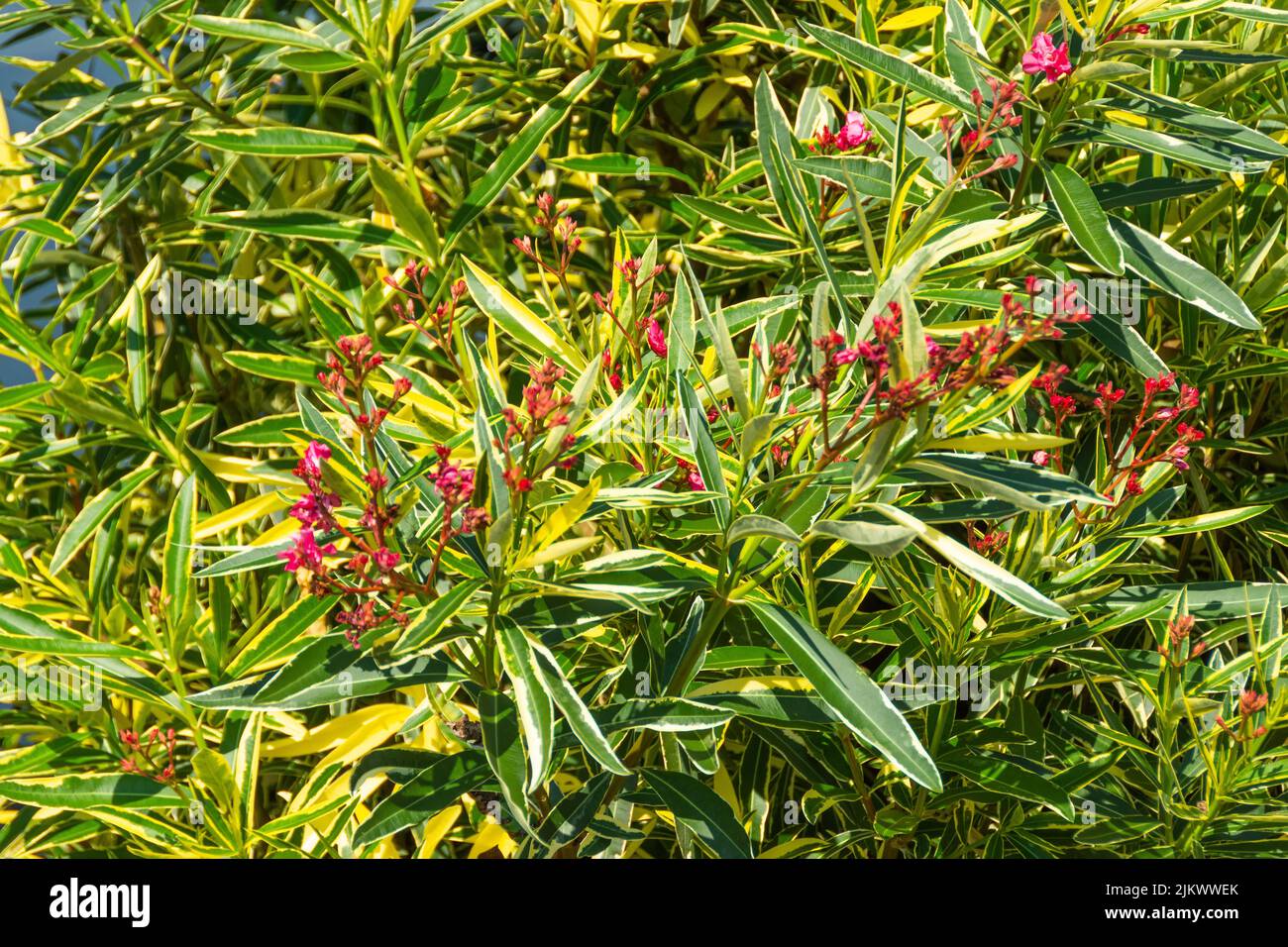Arbusto de adelfa con hojas variegadas de color amarillo-verde. Hermosa planta venenosa con flores de color rosa brillante Foto de stock