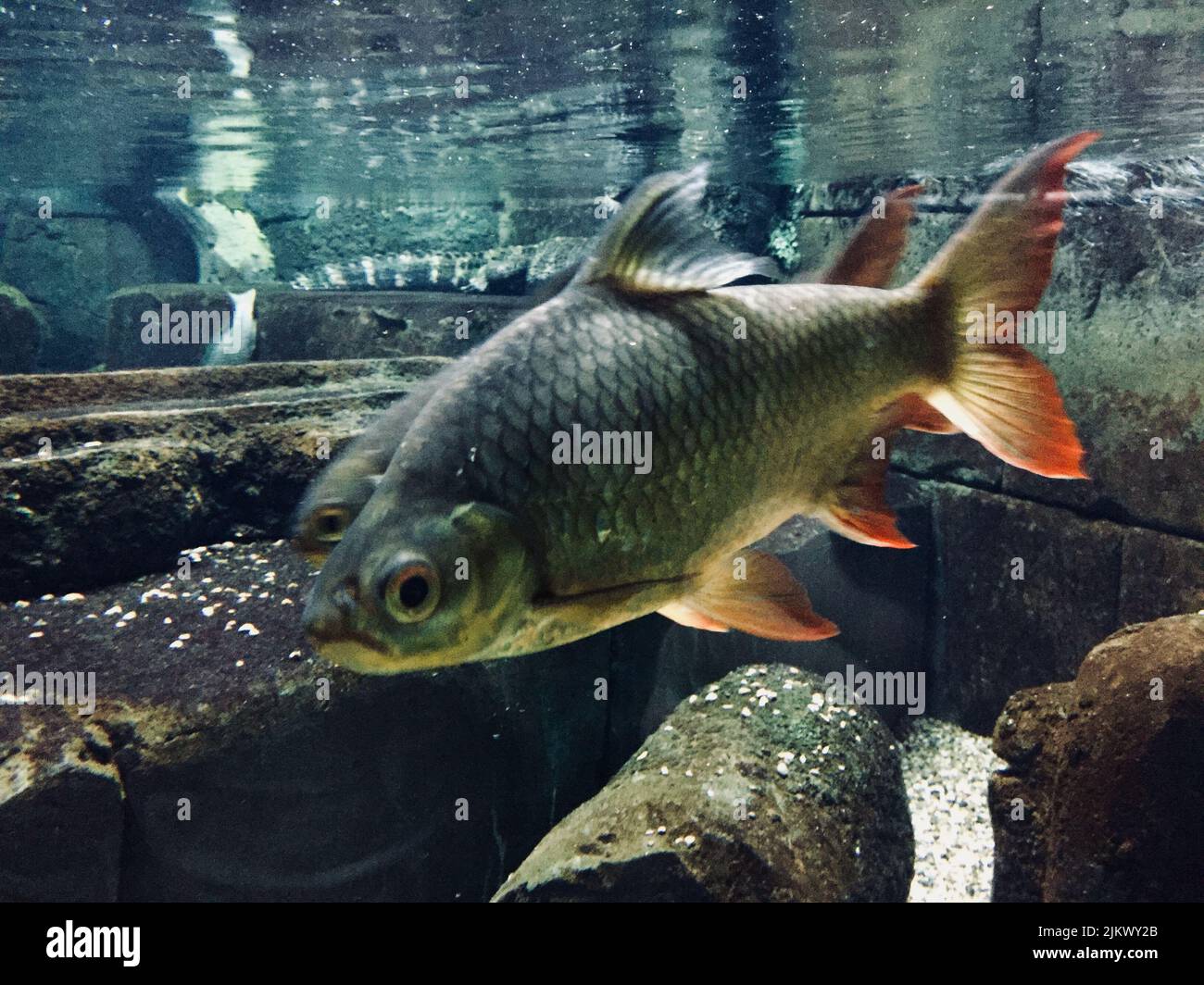 Un pez piraña en EL SEA LIFE Hunstanton, Reino Unido Foto de stock